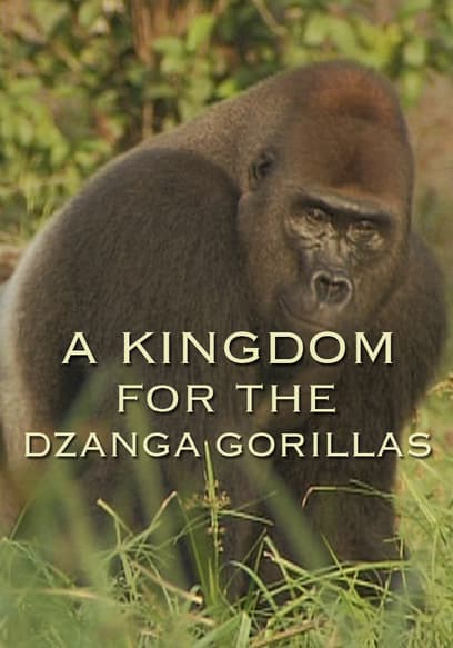 A Kingdom For The Dzanga Gorillas