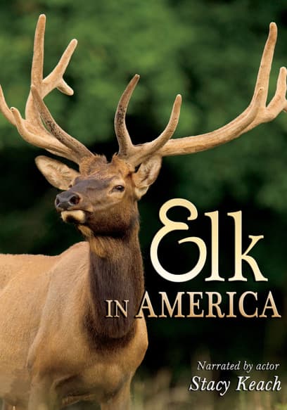 Elk in America