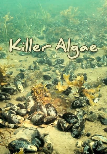 Killer Algae
