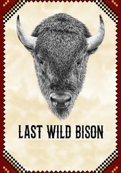 Last Wild Bison