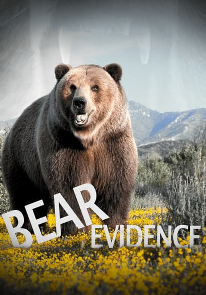 Bear Evidence