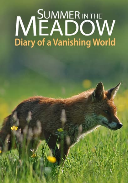 Summer in the Meadow: Diary of a Vanishing World