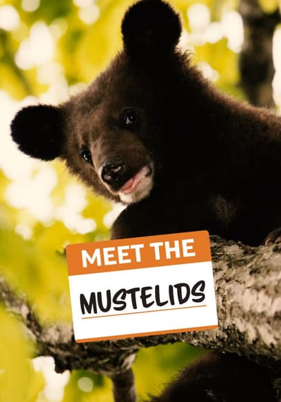 Meet the Mustelids