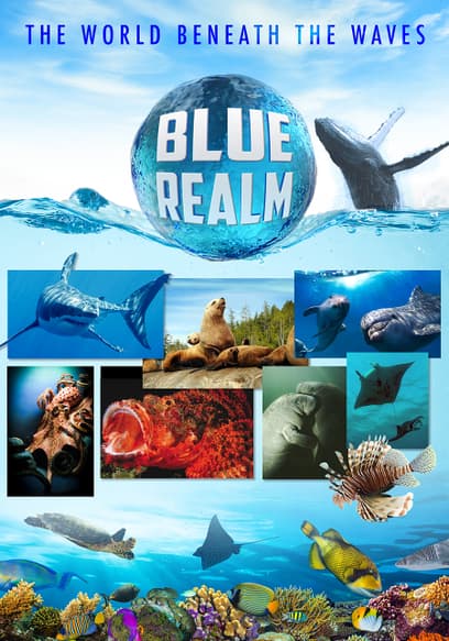 S01:E03 - Blue Realm: Manatees and Dugongs