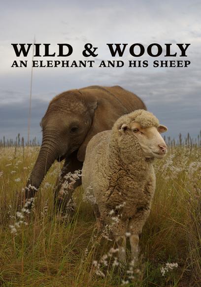 Wild & Woolly: An Elephant And His Sheep