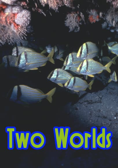 S01:E01 - World of the Lion Fish