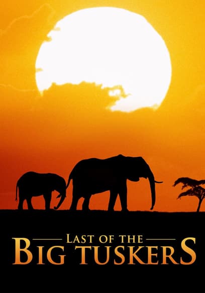 Last of the Big Tuskers