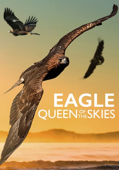 Eagle: Queen of the Skies