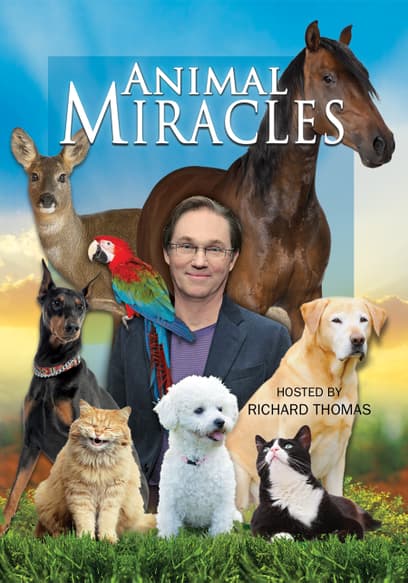 Animal Miracles