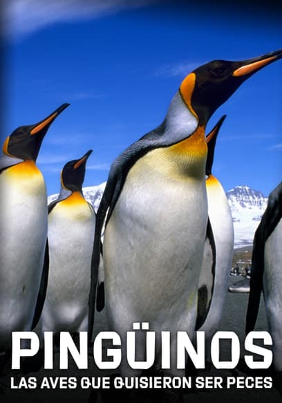 Pingüinos: Las Aves Que Quisieron Ser Peces