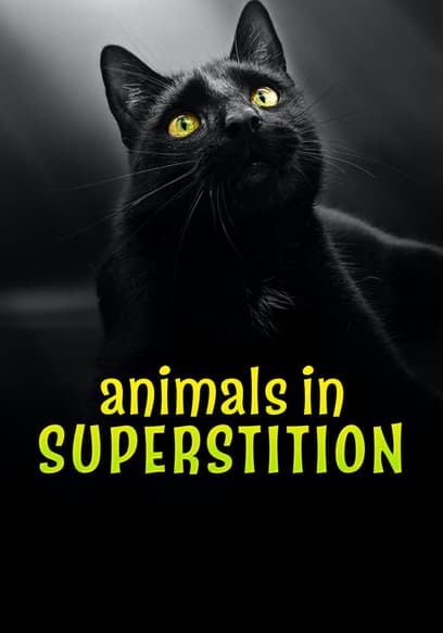 Animals in Superstitions