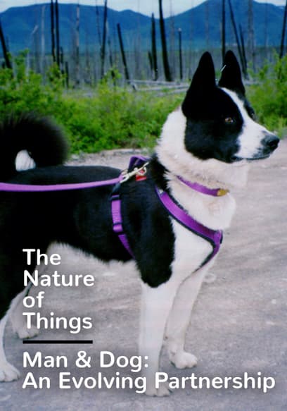 The Nature of Things: Man & Dog: An Evolving Partnership