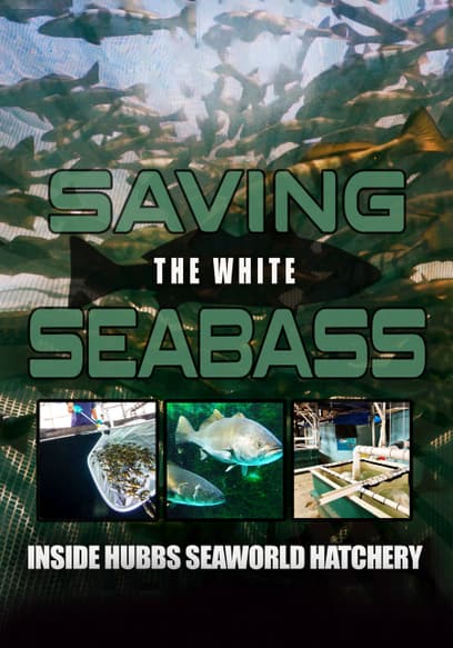 Saving the White Seabass: Inside Hubbs SeaWorld Hatchery