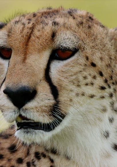 Watch Wild Tanzania S01:E02 - Queen of the Hunt - Free TV Shows | Tubi