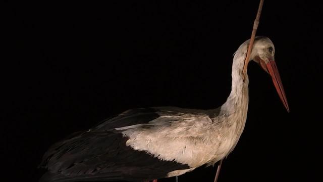 Watch Mysteries at the Museum S10:E04 - Arrow Stork - Free TV Shows | Tubi