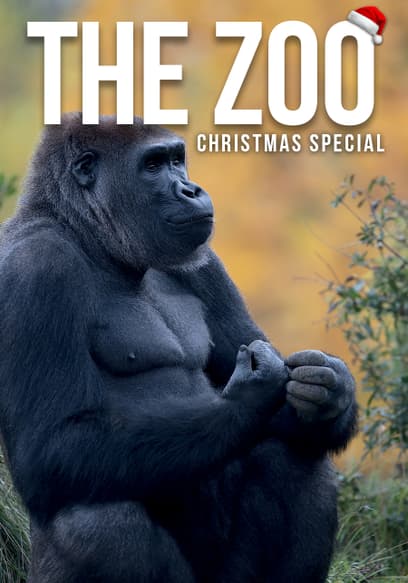The Zoo: Christmas Special 2013