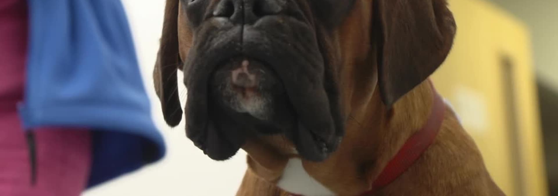 Watch The Yorkshire Vet S16E06 Episode 6 Free TV Shows Tubi