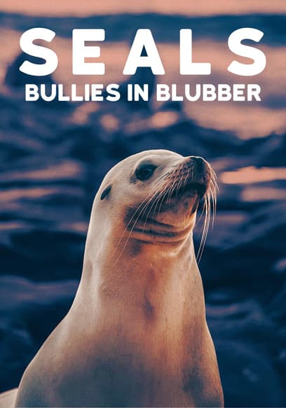 Seals : Bullies in Blubber