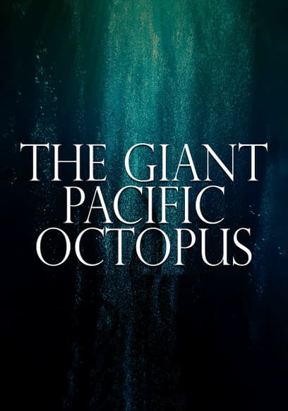 The Giant Pacific Octopus