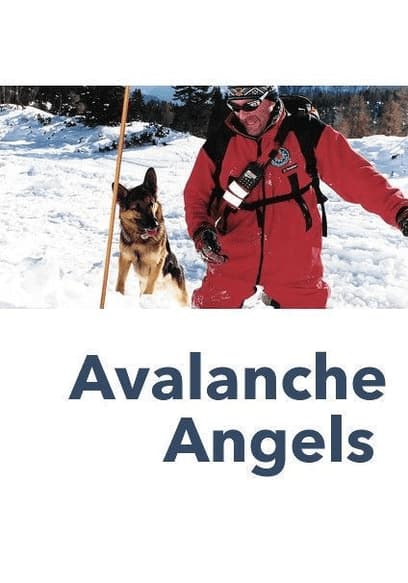 Avalanche Angels Rescue Dogs in the Alps