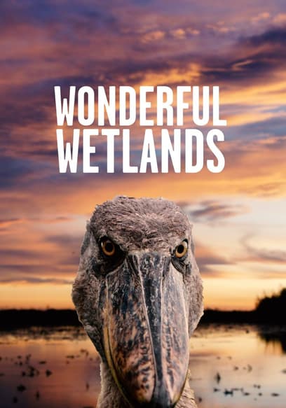 Wonderful Wetlands