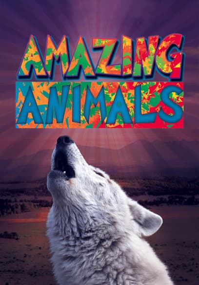 Amazing Animals