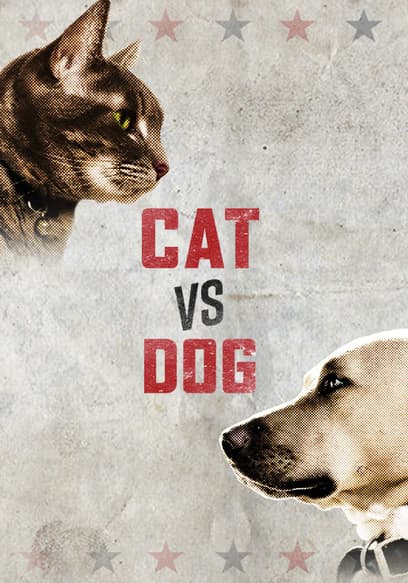 Cat vs. Dog