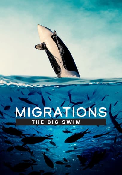 Migrations: The Big Swim