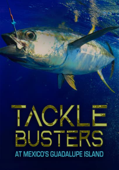 Tackle Busters at Mexico's Guadalupe Island