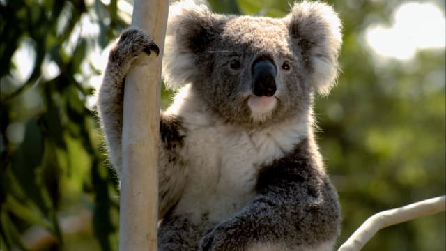 S01:E01 - Koala