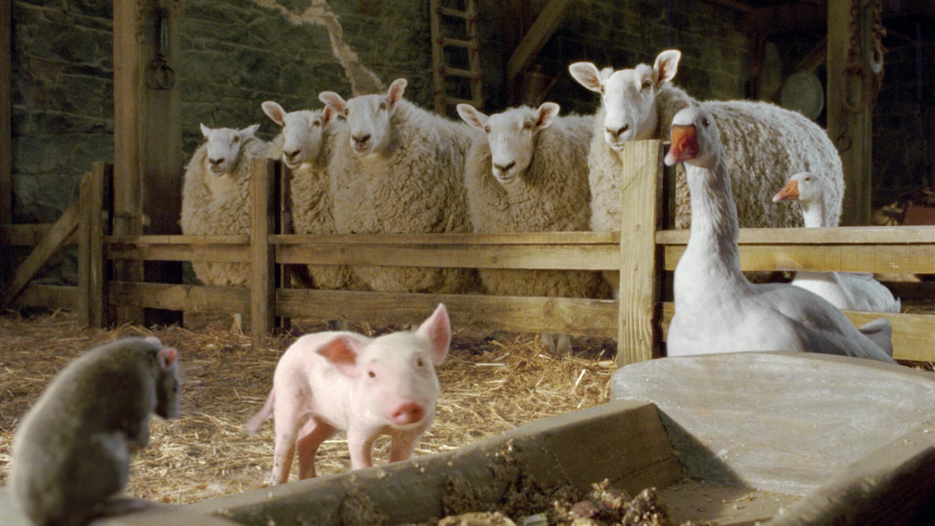 Watch Charlotte's Web (2006) - Free Movies | Tubi