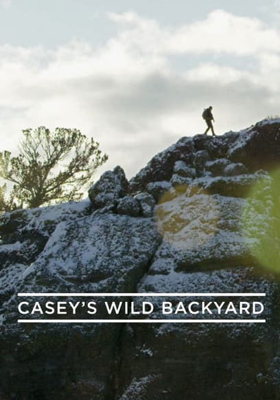 Casey's Wild Backyard