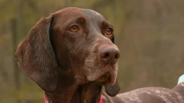 S06:E07 - German Shorthaired Pointer