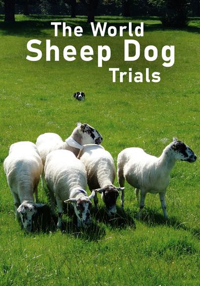 The World Sheep Dog Trials