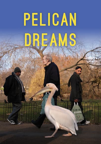 Pelican Dreams