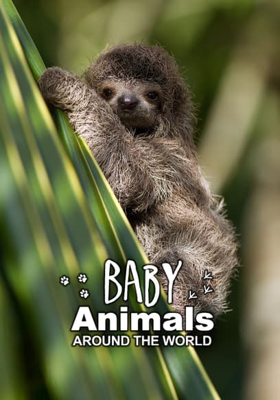 S03:E08 - More Baby Animals From Africa