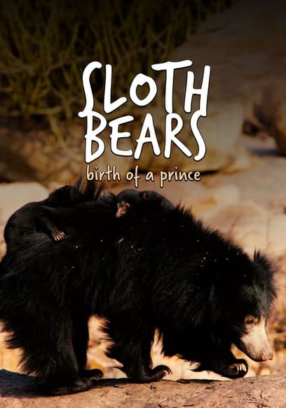 Sloth Bears: Birth of a Prince