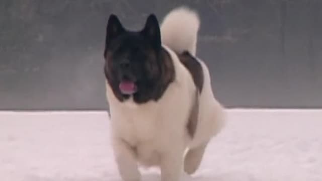 S05:E15 - Akita