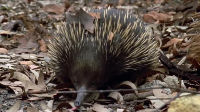 S01:E11 - Echidna