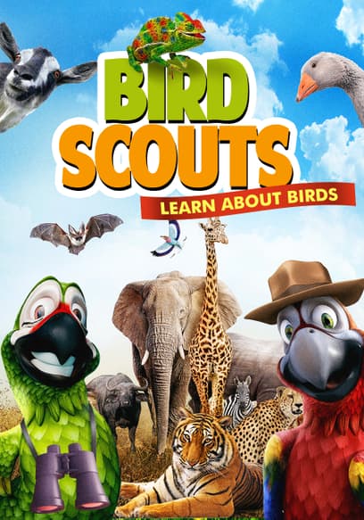 Bird Scouts: Learn About Birds