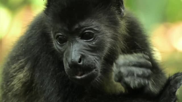 S01:E12 - Selvas en Las Nubes: Selva Tropical Nubosa, Costa Rica