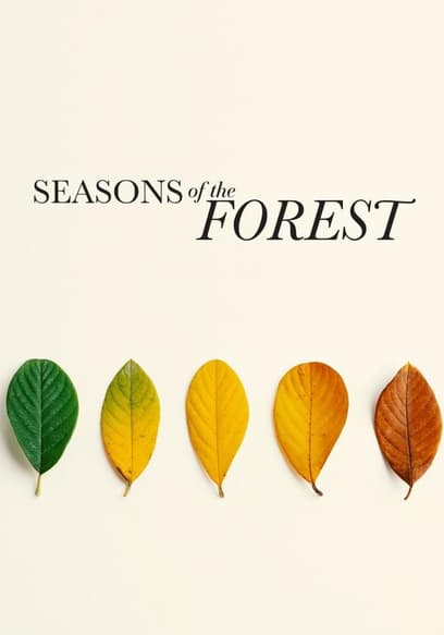 Seasons of the Forest