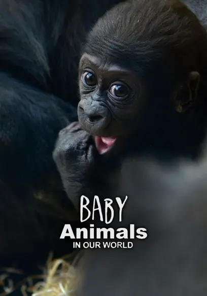 Baby Animals in Our World