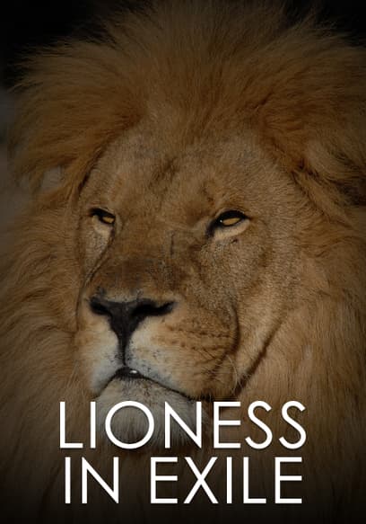 Lioness in Exile