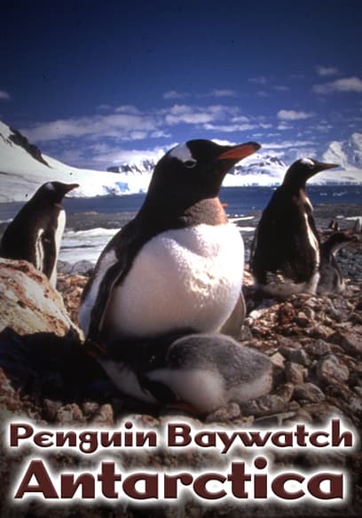 Penguin Baywatch: Antarctica