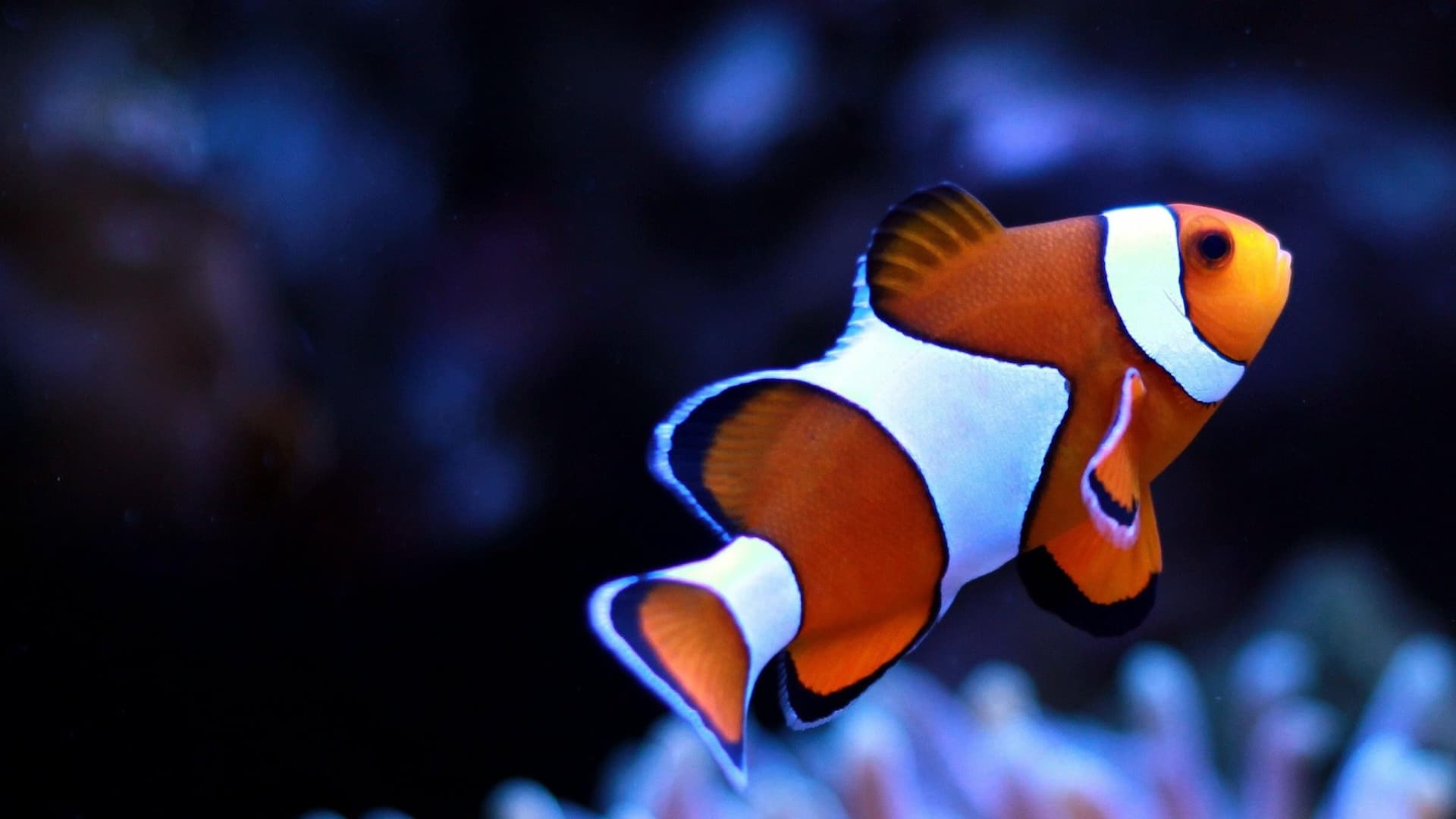 Watch Children's Aquarium: Finding the Real Nemo & Dor - Free Movies | Tubi