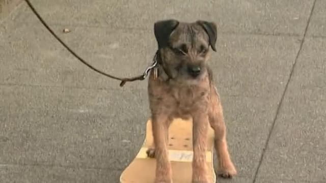 S06:E01 - Border Terrier