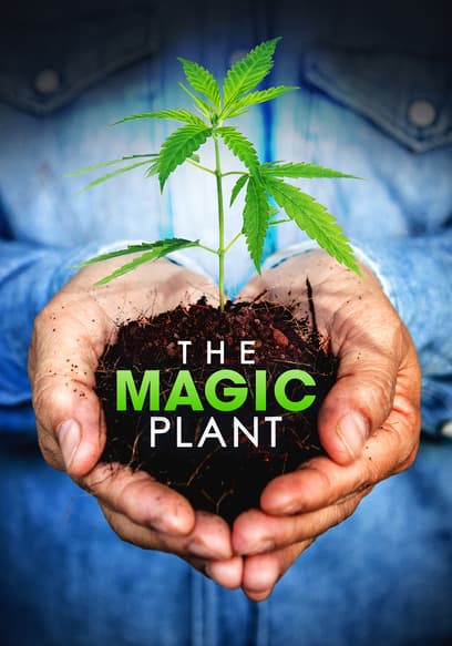 The Magic Plant