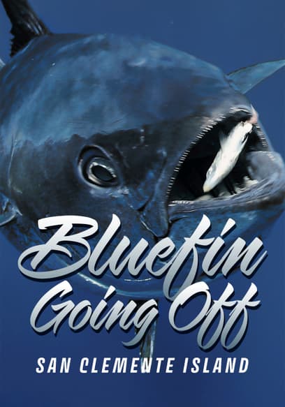 Bluefin Going Off: San Clemente Island