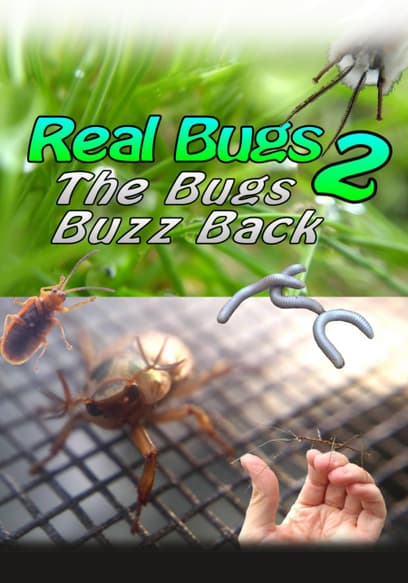 Real Bugs 2: The Bugs Buzz Back